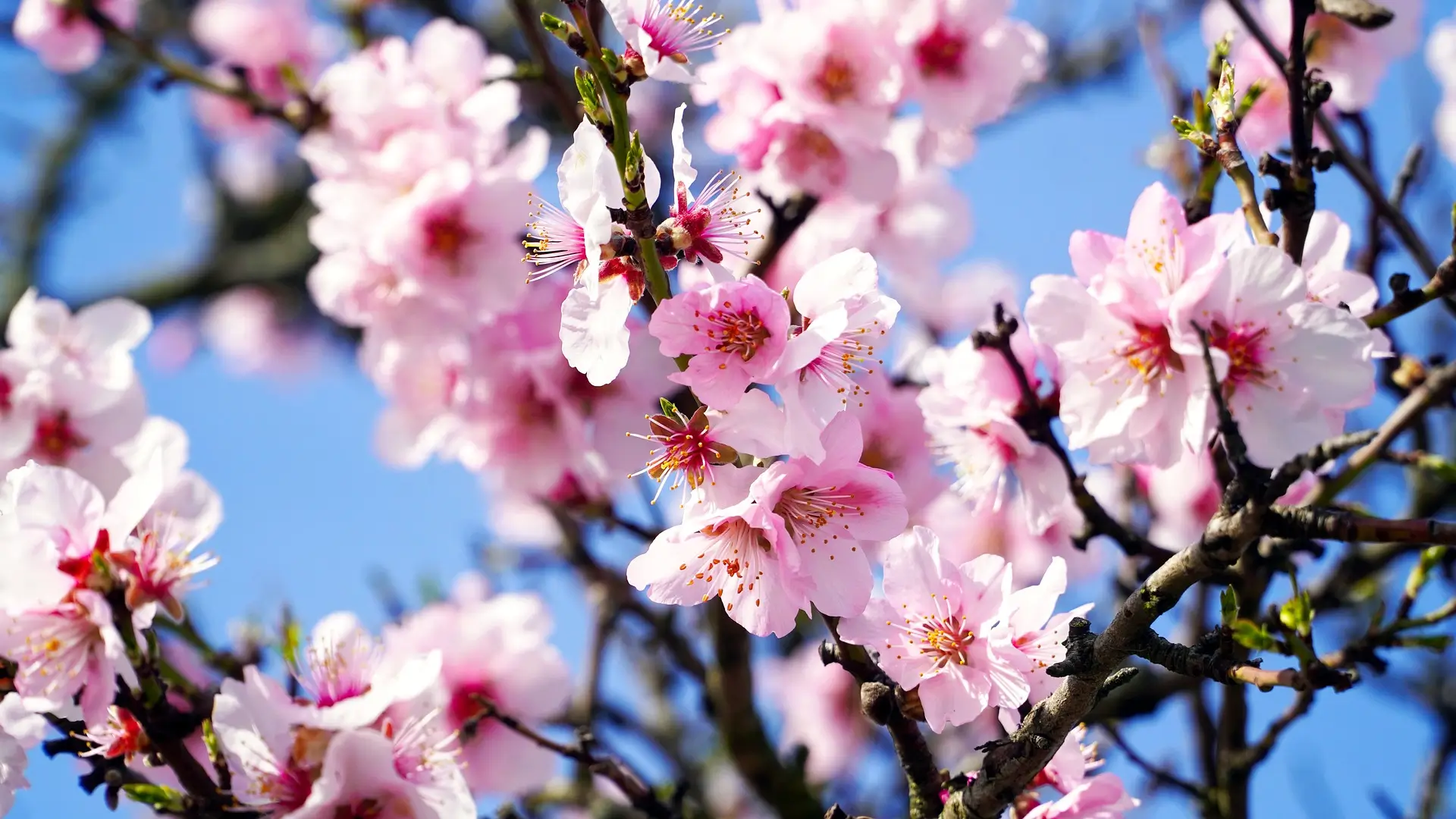 almendros en flor